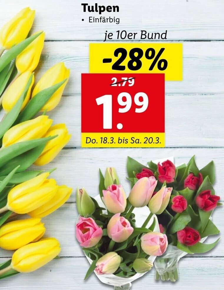 Tulpen Angebot bei Lidl
