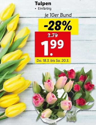 Lidl Tulpen Angebot