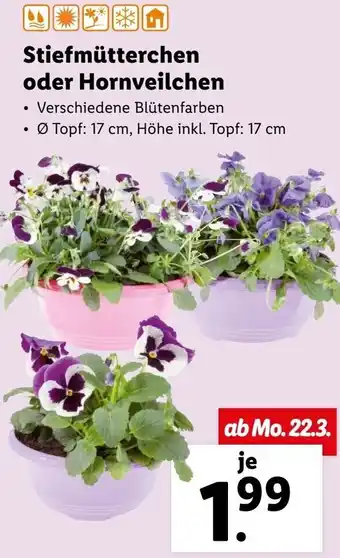 Lidl Stiefmütterchen Oder Hornveilchen Angebot
