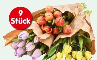 Interspar Tulpen Angebot