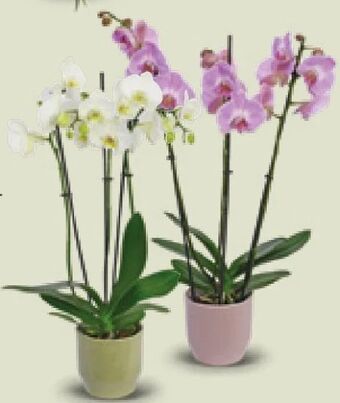 Hofer Orchidee 3-trieber Angebot