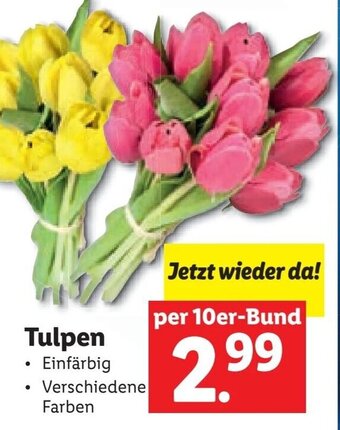 Lidl Tulpen Angebot