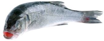 Transgourmet Wolfsbarsch Angebot