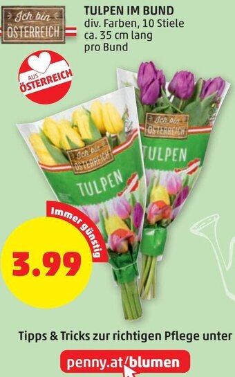PENNY Tulpen im Bund 35 cm Angebot
