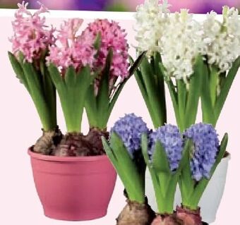 Lidl Hyazinthen Angebot