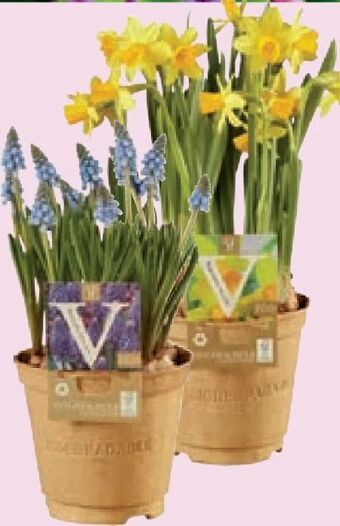 Lidl Blumenzwiebeln Angebot