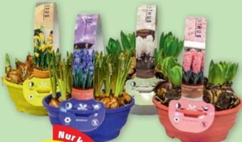 PENNY Blumenzwiebel-schale Angebot