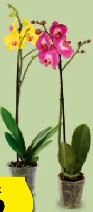 Hofer Orchidee Angebot