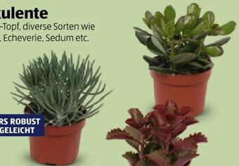 Hofer Sukkulenten Angebot