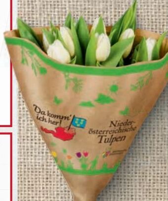 Billa Tulpen Angebot