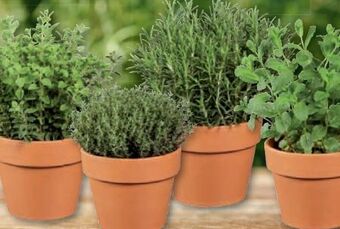 Lidl Kräuter im terracottatopf Angebot