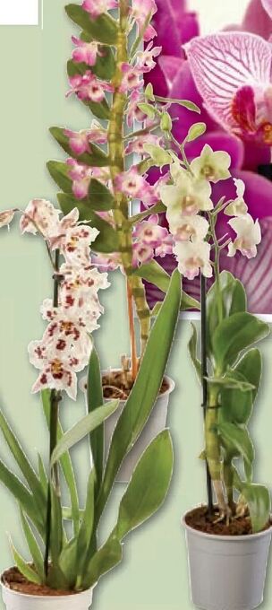 Lidl Orchidee Angebot