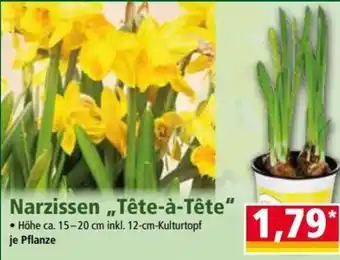 Norma Narzissen,, Tête-à-Tête" 15-20 cm Angebot