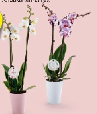Hofer Orchidee 2-trieber Angebot