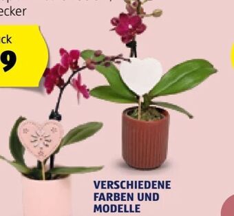 Hofer Mini-orchidee Angebot