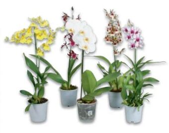 Metro Orchideen mix Angebot