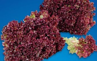 Metro Lollo rosso Angebot