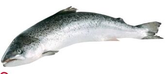 Transgourmet Lachs Angebot