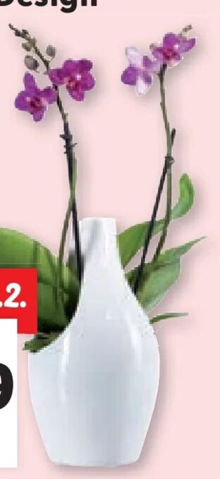Lidl Orchidee Angebot