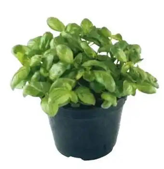 Transgourmet Bio basilikum Angebot
