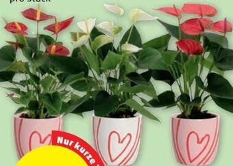 PENNY Flamingoblume Angebot