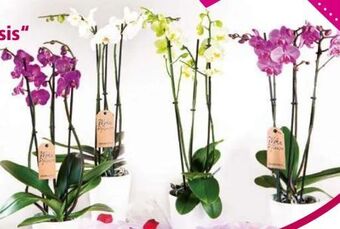 Norma Orchidee phalaenopsis Angebot