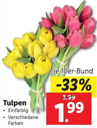 Lidl Tulpen Angebot