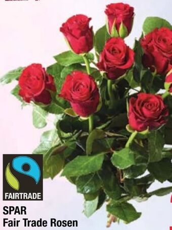 Maximarkt Fair trade rose Angebot