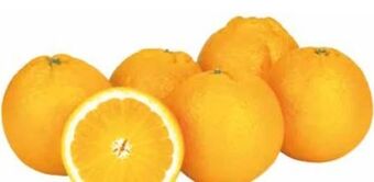 Transgourmet Orangen Angebot