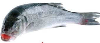 Transgourmet Wolfsbarsch Angebot