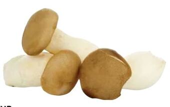 Transgourmet Bio kräuterseitlinge Angebot