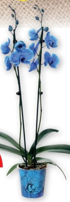 PENNY Orchidee magic colour Angebot