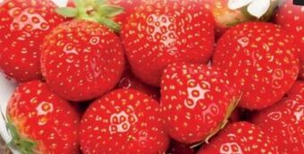 PENNY Erdbeeren Angebot
