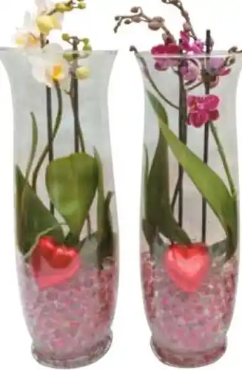 Arrangement orchidee in glas