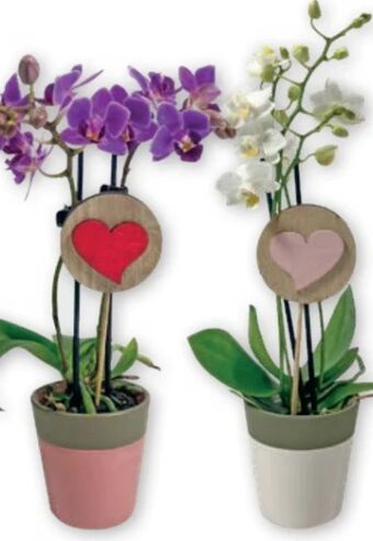 PENNY Mini-orchidee Angebot