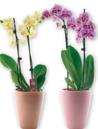 PENNY Orchidee phalaenopsis Angebot