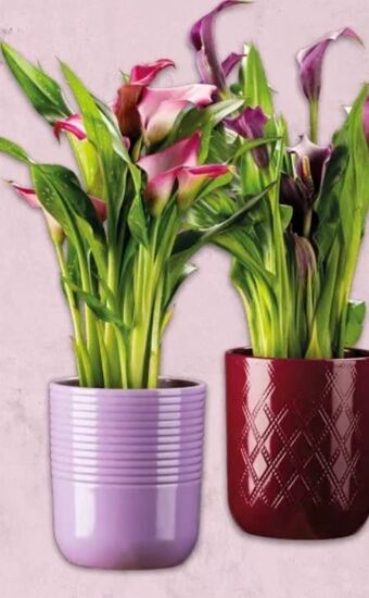 Interspar Calla in keramiktopf Angebot