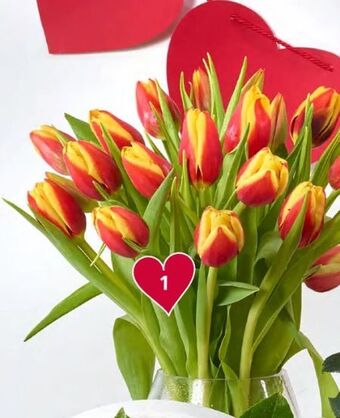 Spar Tulpen Angebot