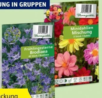 Hofer Blumenzwiebeln Angebot
