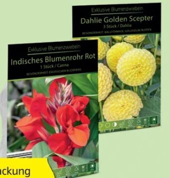 Hofer Exklusive blumenzwiebeln Angebot