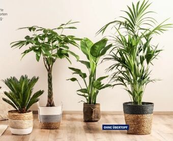 Hofer Exklusive palme Angebot