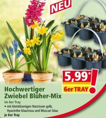Norma Hochwertiger Zwiebel Blüher-Mix Angebot