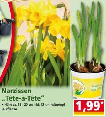 Norma Narzissen Tête-à-Tête" Angebot