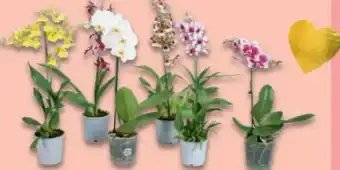 Metro Orchideen mix Angebot