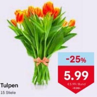 MPreis Tulpen Angebot