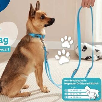 Lidl Hundehalsband-leine set Angebot