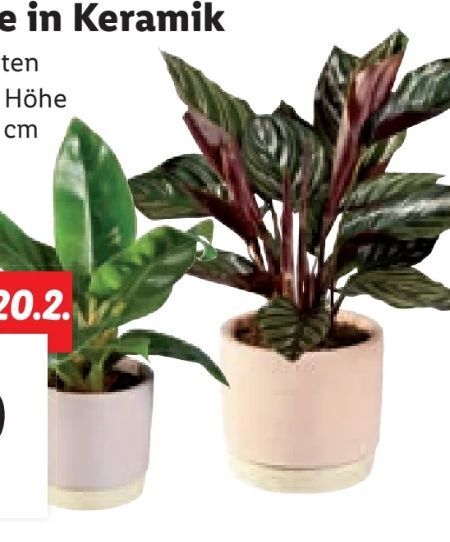 Grünpflanzen Angebot bei Lidl