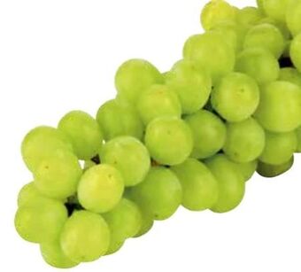 Transgourmet Trauben Angebot