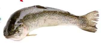 Transgourmet Forelle Angebot