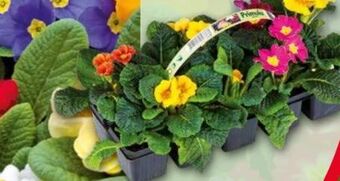 Norma Primeln Angebot